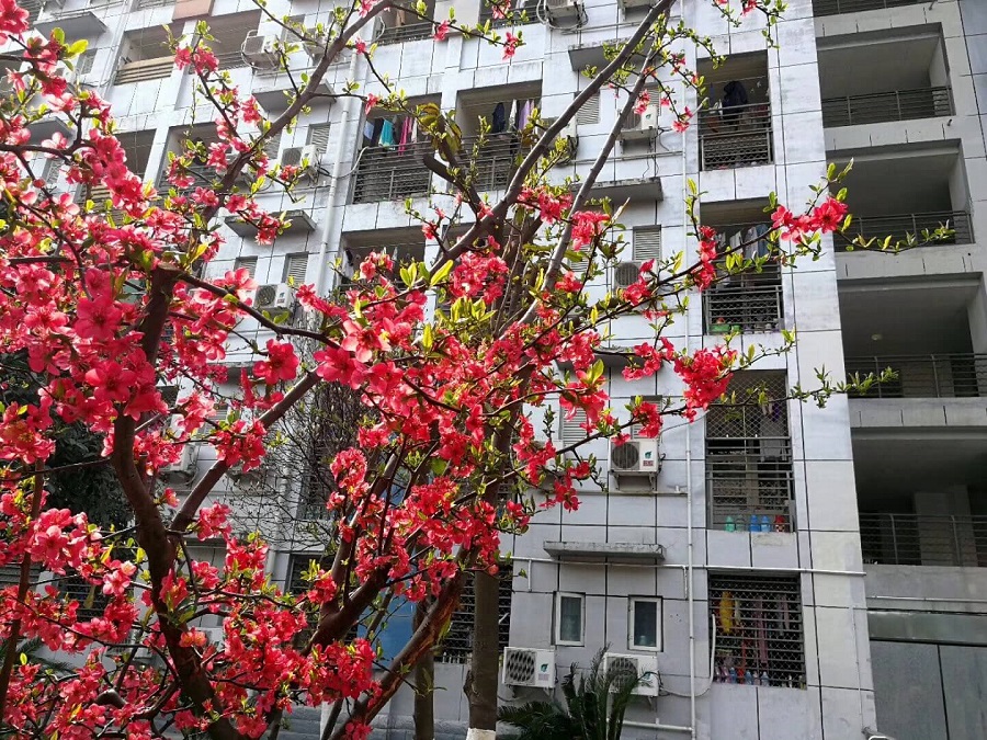 綿陽南山中學(xué)是一所公辦的高中吧？