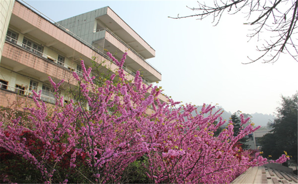 五通橋中學校園環(huán)境怎么樣？