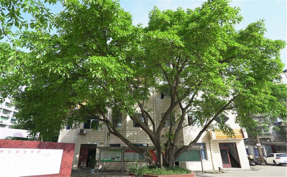 自貢市第六中學(xué)的學(xué)校環(huán)境怎么樣？