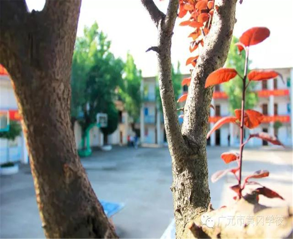 廣元市黃岡學(xué)校詳細(xì)地址在什么地方？