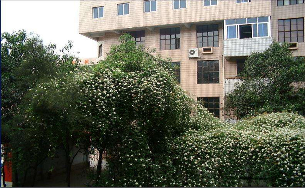 石室聯(lián)合中學(xué)蜀華分校2020年招生計(jì)劃是多少？