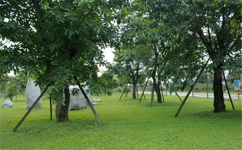成都市三十八中學(xué)的高考升學(xué)率是多少？