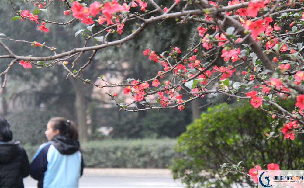 成都36中的地址在哪里？